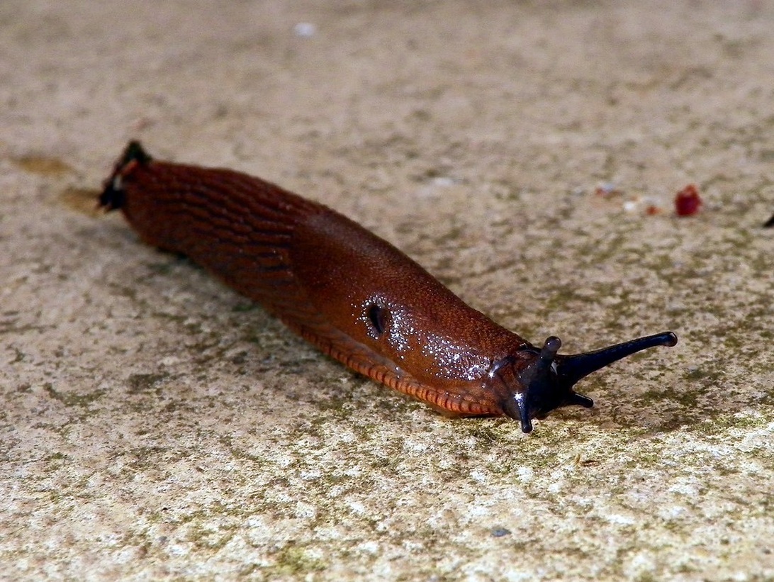 En mördarsnigel på en sten i en grönskande miljö.